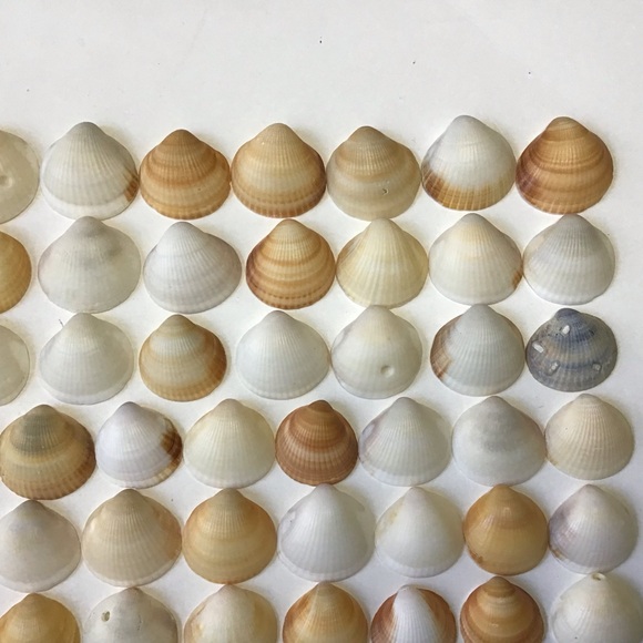 Seashells 100 Bittersweet Clam Shells 1” to 1-1/2” Natural Beach Art Craft Decor - Picture 3 of 6